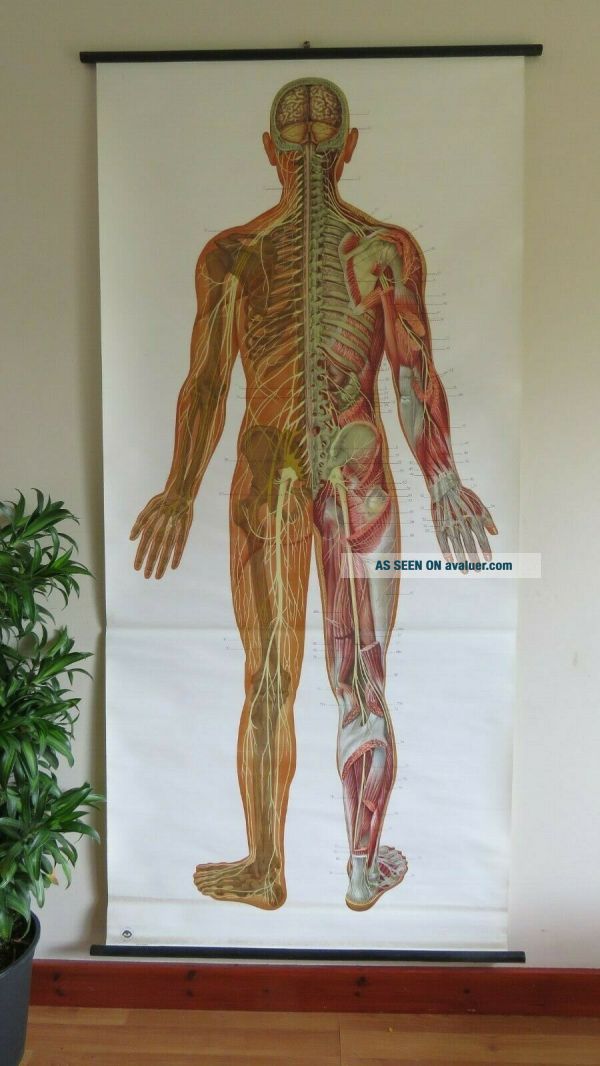 Vintage FULL BODY NERVOUS SYSTEM School Chart Medical Anatomy Chart On ...