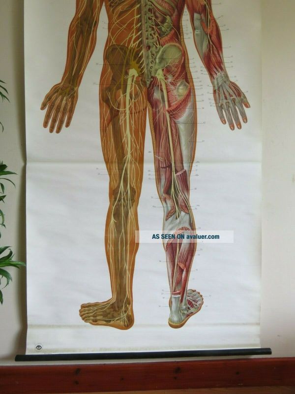 Vintage FULL BODY NERVOUS SYSTEM School Chart Medical Anatomy Chart On ...