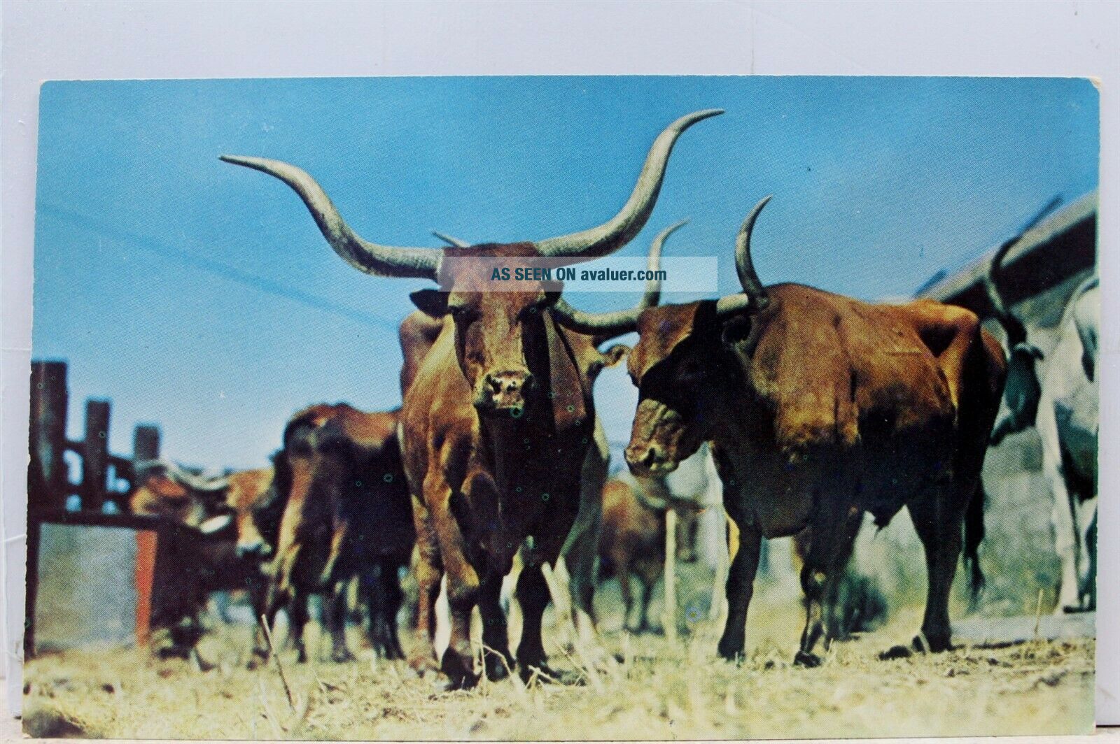 Animal Cow Cattle Longhorn Steers Postcard Old Vintage Card View ...